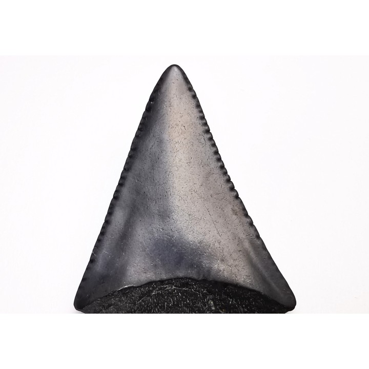 Dent fossile du GRAND REQUIN BLANC : Carcharodon carcharias
