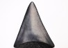 Dent fossile du GRAND REQUIN BLANC : Carcharodon carcharias