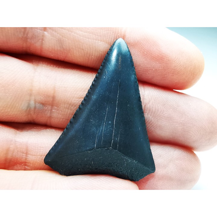 Dent fossile du GRAND REQUIN BLANC : Carcharodon carcharias