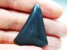 Fossil tooth of Great white shark: Carcharodon carcharias