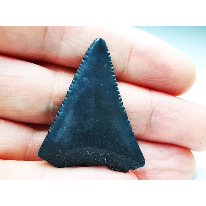 Dent fossile du GRAND REQUIN BLANC : Carcharodon carcharias