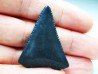 Dent fossile du GRAND REQUIN BLANC : Carcharodon carcharias