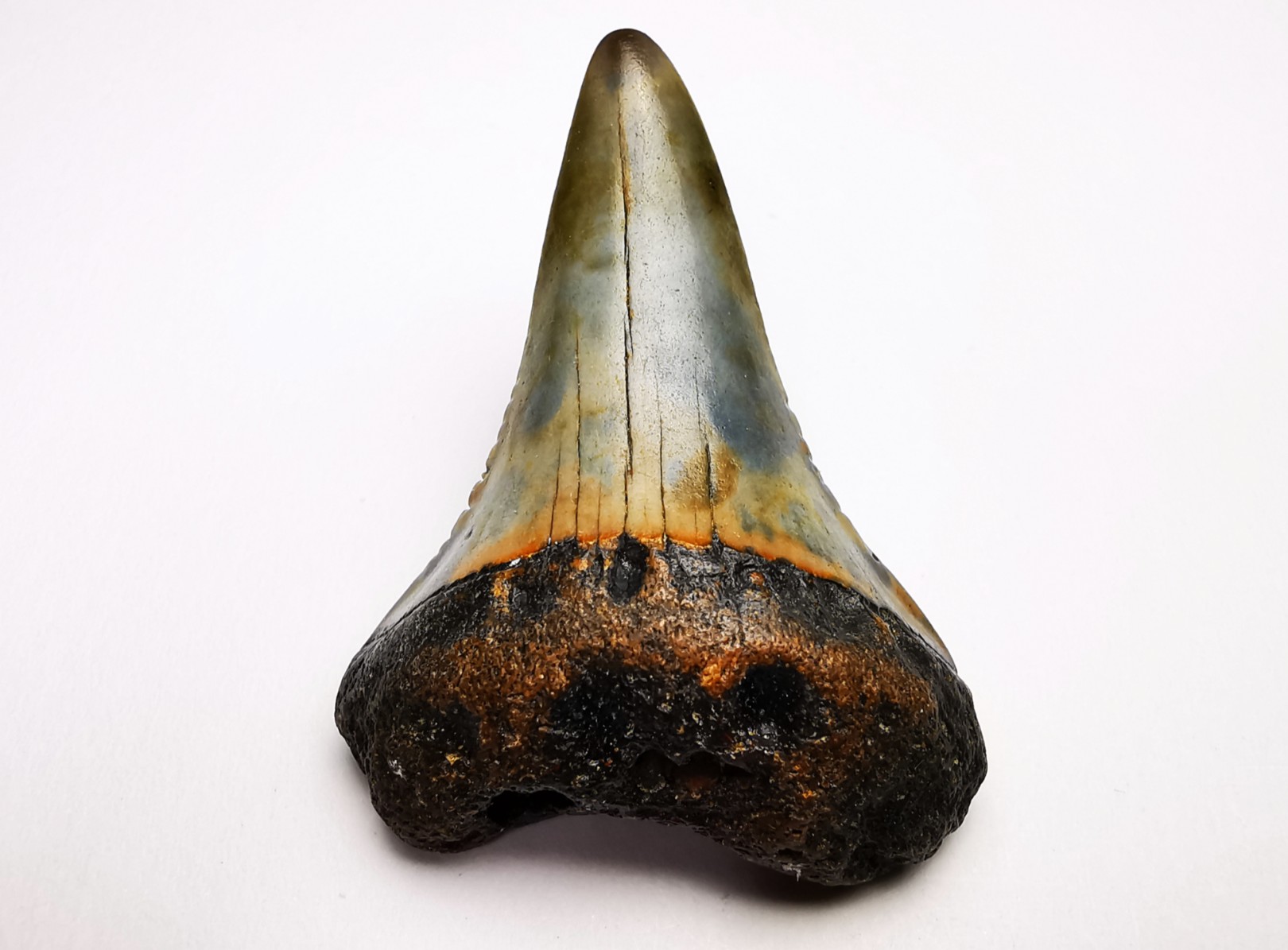 Fossil tooth of Great white shark: Carcharodon carcharias