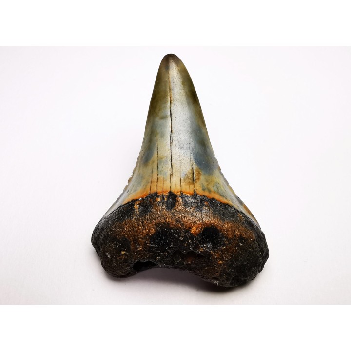 Dent fossile du GRAND REQUIN BLANC : Carcharodon carcharias
