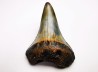 Fossil tooth of Great white shark: Carcharodon carcharias