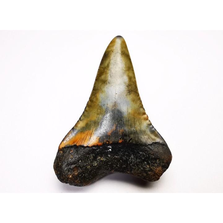 Fossil tooth of Great white shark: Carcharodon carcharias
