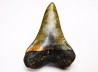 Fossil tooth of Great white shark: Carcharodon carcharias