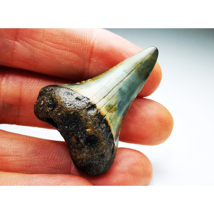 Fossil tooth of Great white shark: Carcharodon carcharias