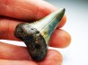 Fossil tooth of Great white shark: Carcharodon carcharias