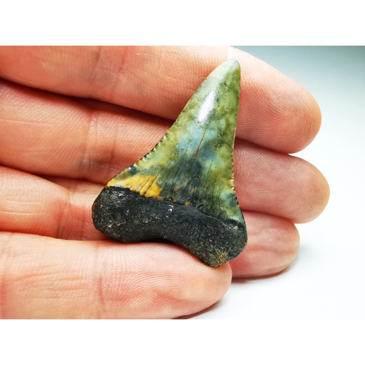 Fossil tooth of Great white shark: Carcharodon carcharias