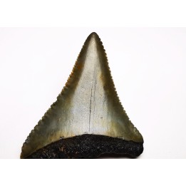 Fossil tooth of Great white shark: Carcharodon carcharias