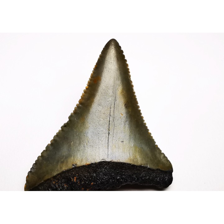 Fossil tooth of Great white shark: Carcharodon carcharias