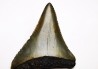 Dent fossile du GRAND REQUIN BLANC : Carcharodon carcharias