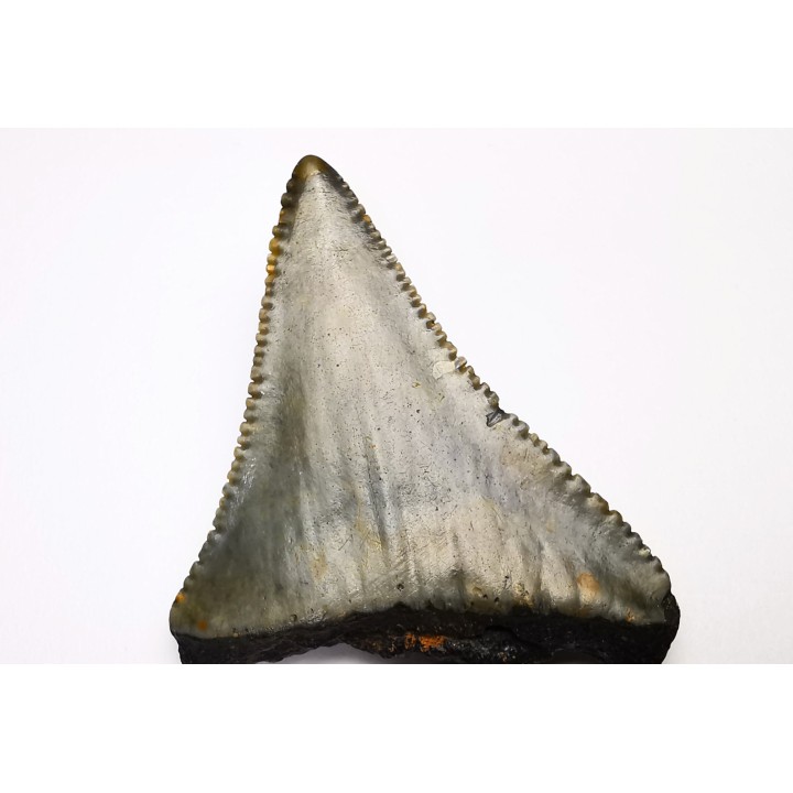 Fossil tooth of Great white shark: Carcharodon carcharias