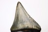 Fossil tooth of Great white shark: Carcharodon carcharias