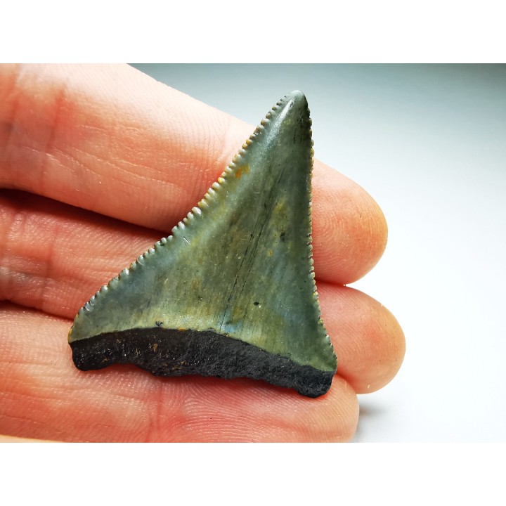 Dent fossile du GRAND REQUIN BLANC : Carcharodon carcharias