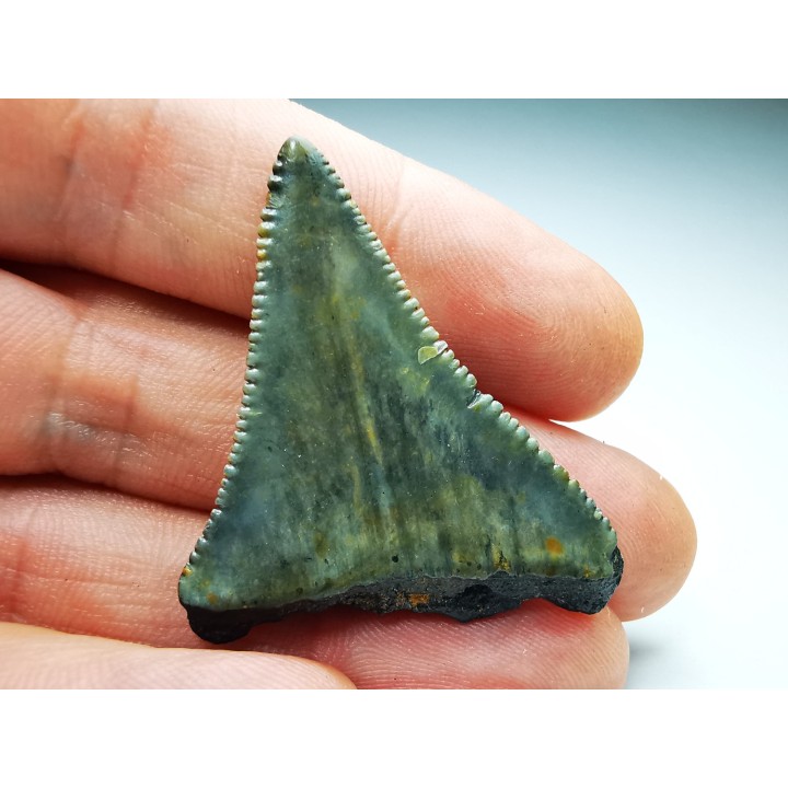 Dent fossile du GRAND REQUIN BLANC : Carcharodon carcharias