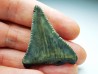 Fossil tooth of Great white shark: Carcharodon carcharias
