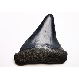 Fossil tooth of Great white shark: Carcharodon carcharias