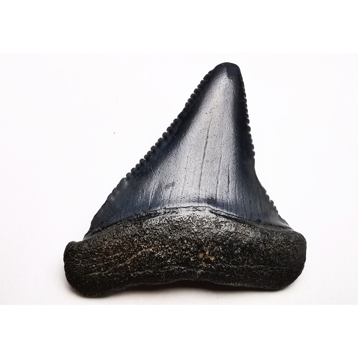 Fossil tooth of Great white shark: Carcharodon carcharias
