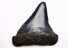 Fossil tooth of Great white shark: Carcharodon carcharias