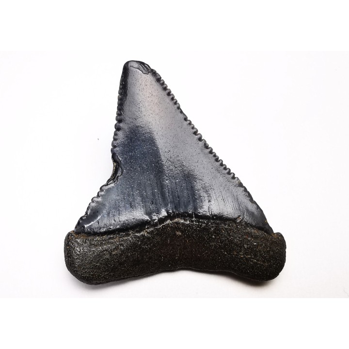 Dent fossile du GRAND REQUIN BLANC : Carcharodon carcharias