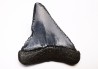 Fossil tooth of Great white shark: Carcharodon carcharias