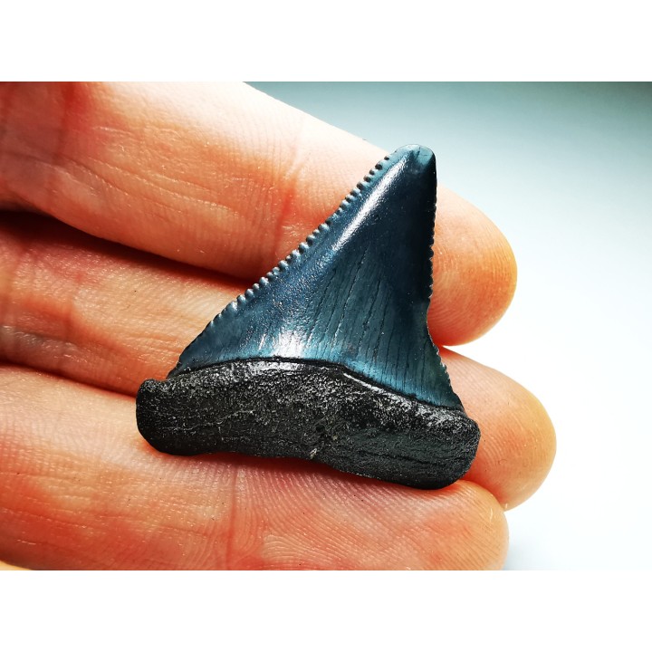 Dent fossile du GRAND REQUIN BLANC : Carcharodon carcharias