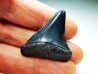 Fossil tooth of Great white shark: Carcharodon carcharias