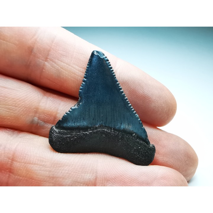 Fossil tooth of Great white shark: Carcharodon carcharias