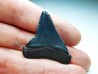 Fossil tooth of Great white shark: Carcharodon carcharias