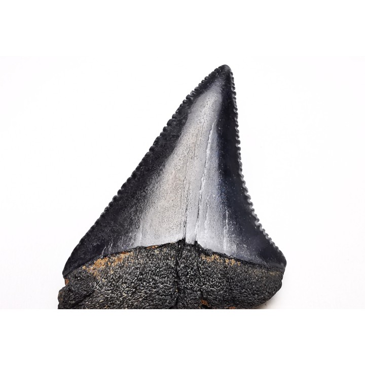 Fossil tooth of Great white shark: Carcharodon carcharias