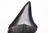 Dent fossile du GRAND REQUIN BLANC : Carcharodon carcharias
