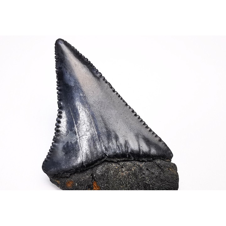 Fossil tooth of Great white shark: Carcharodon carcharias