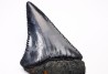 Dent fossile du GRAND REQUIN BLANC : Carcharodon carcharias