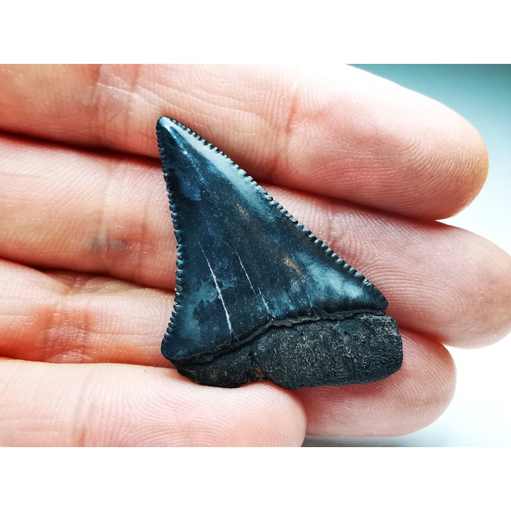 Fossil tooth of Great white shark: Carcharodon carcharias