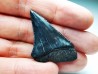 Dent fossile du GRAND REQUIN BLANC : Carcharodon carcharias