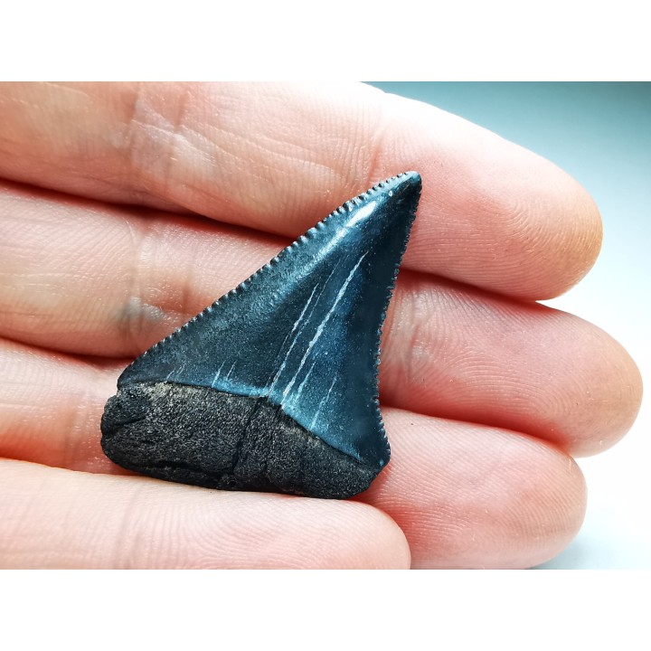 Dent fossile du GRAND REQUIN BLANC : Carcharodon carcharias