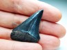 Fossil tooth of Great white shark: Carcharodon carcharias