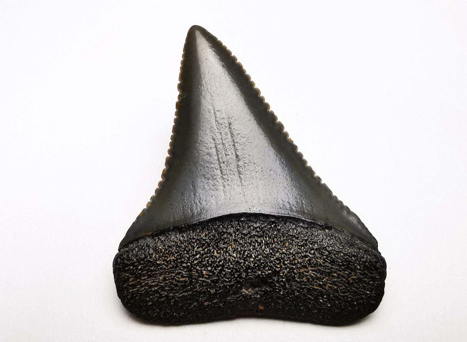 Dent fossile du GRAND REQUIN BLANC : Carcharodon carcharias