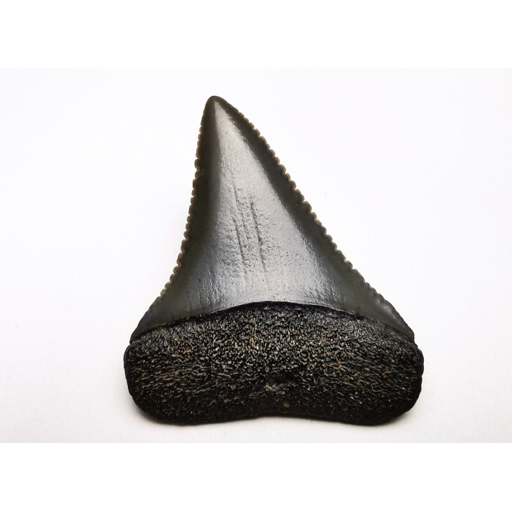 Fossil tooth of Great white shark: Carcharodon carcharias