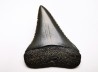 Dent fossile du GRAND REQUIN BLANC : Carcharodon carcharias