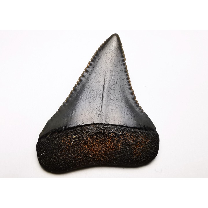 Fossil tooth of Great white shark: Carcharodon carcharias