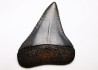 Dent fossile du GRAND REQUIN BLANC : Carcharodon carcharias