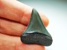 Fossil tooth of Great white shark: Carcharodon carcharias