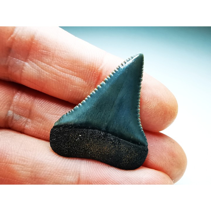 Fossil tooth of Great white shark: Carcharodon carcharias