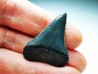 Dent fossile du GRAND REQUIN BLANC : Carcharodon carcharias