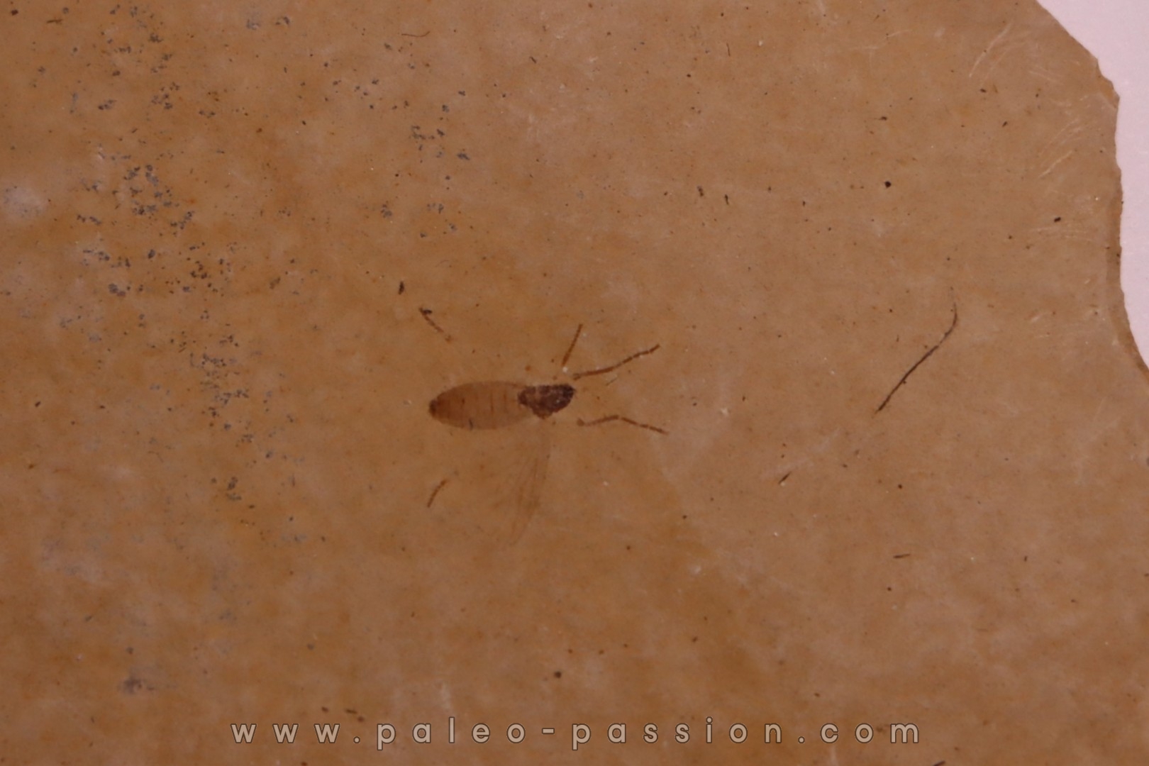 Insect: Diptera Stampian (Oligocene) Forcalquier area - Provence - France