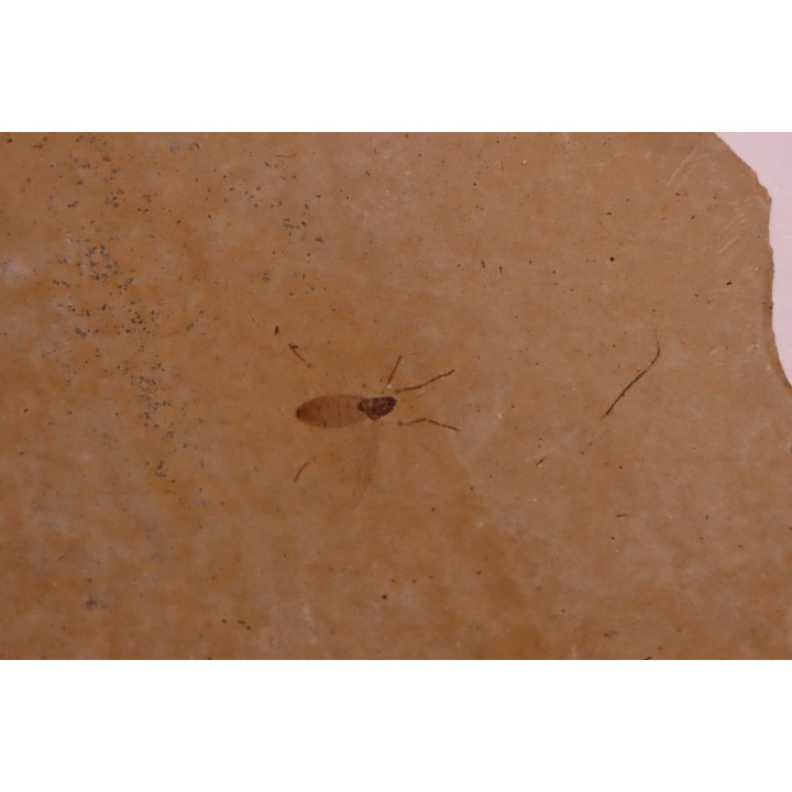 Insecte: DIPTERE  stampien (oligocène)  région de Forcalquier (04) - France