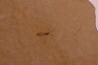 Insect: Diptera Stampian (Oligocene) Forcalquier area - Provence - France